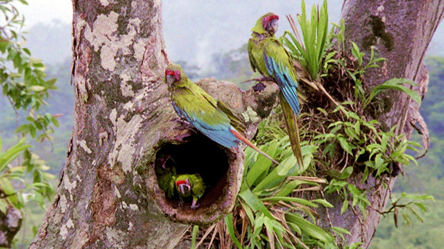 Costa Rica - Der Regenwald der Österreicher